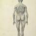 The Human Figure, posterior view, from 'A Comparative Anatomical Exposition of the Structure of the Human Body'